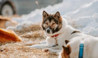 Деревня северных ездовых собак «Быстрые лапы»